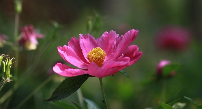 Tử vi ngày 8/10/2022: Tuổi Sửu sự cố bất ngờ, tuổi Hợi được đánh giá cao