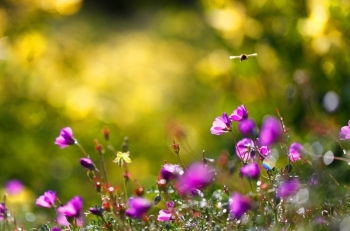 Tử vi ngày 18/4/2022: Tuổi Dần may về tài lộc, tuổi Hợi vướng phải tranh chấp