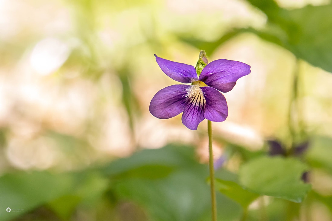 Tử vi ngày 13/11/2022: Tuổi Dần đón nhận may mắn, tuổi Mão gặp nhiều trắc trở