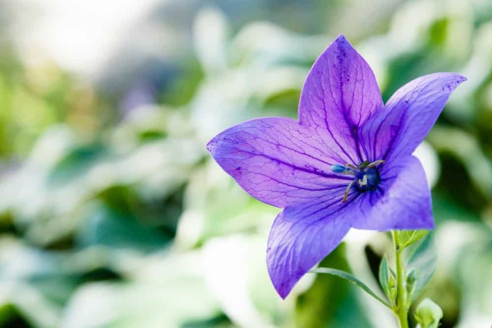 Tử vi ngày 16/7/2020: Tuổi Thìn thành quả xứng đáng, tuổi Dậu thăng tiến trong tay tu-vi-ngay-1672020-tuoi-thin-thanh-qua-xung-dang-tuoi-dau-thang-tien-trong-tay-2