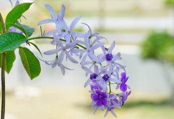 Tử vi ngày 23/12/2022: Tuổi Tỵ mọi thứ ngổn ngang, tuổi Tuất đón nhận may mắn