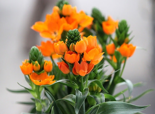 Tử vi ngày 15/3/2021: Tuổi Tý mù quáng hao tài, tuổi Dần quý nhân giúp sức