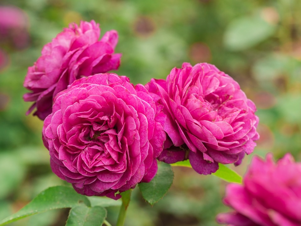 Tử vi tuần mới 1/2 - 7/2: Tuổi Tý tin vui tiền bạc, tuổi Dần sự nghiệp rộng mở