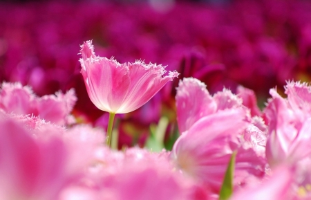 Tử vi tuần mới 11/12 - 17/12/2023: Tuổi Dần tài chính rực rỡ, tuổi Dậu sẽ được đền đáp