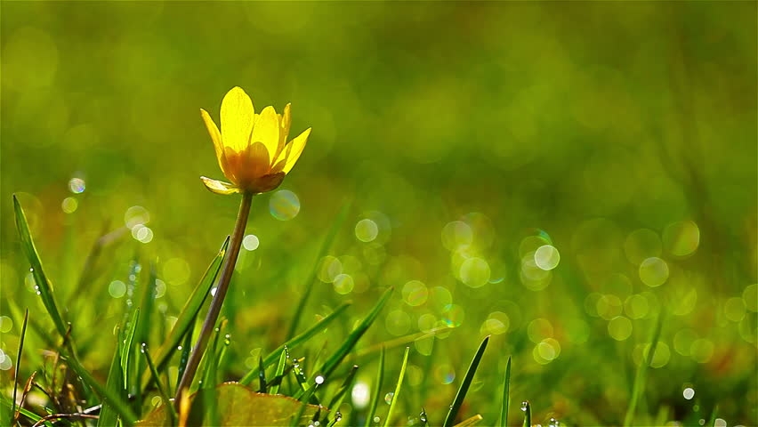 Tử vi ngày 17/5/2023: Tuổi Sửu may mắn bất ngờ, tuổi Tuất sẽ có tin vui