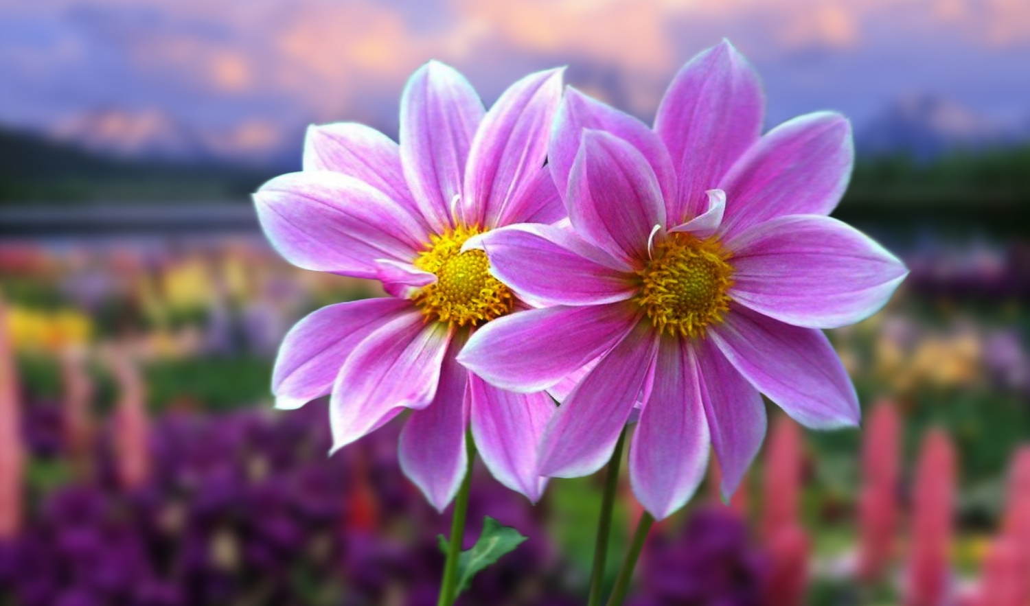 tu vi ngay 2382019 tuoi ty duyen tot nhieu may tuoi thin cho nen lieu linh