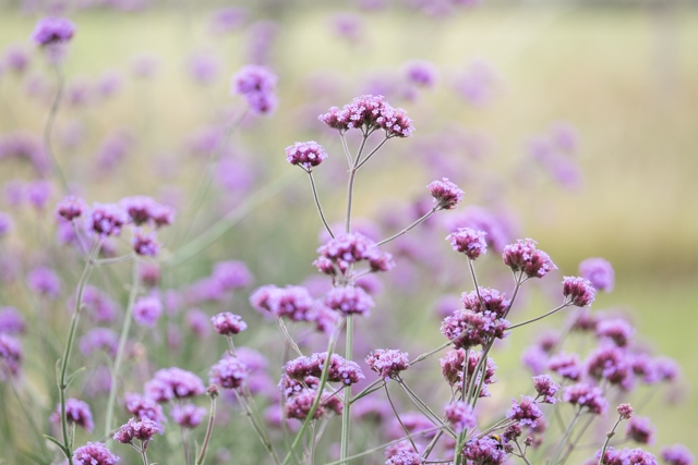 tu vi ngay 2882019 tuoi suu may man dac biet tuoi tuat xui xeo du duong