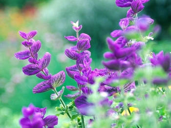 Tử vi ngày 29/8/2019: Tuổi Dần đào hoa nở rộ, tuổi Ngọ vận tài lộc tới