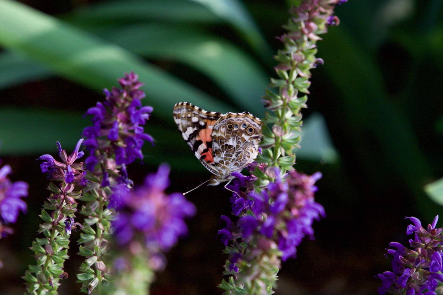Tử vi ngày 29/8/2019: Tuổi Dần đào hoa nở rộ, tuổi Ngọ vận tài lộc tới tu vi ngay 2982019 tuoi dan dao hoa no ro tuoi ngo van tai loc toi