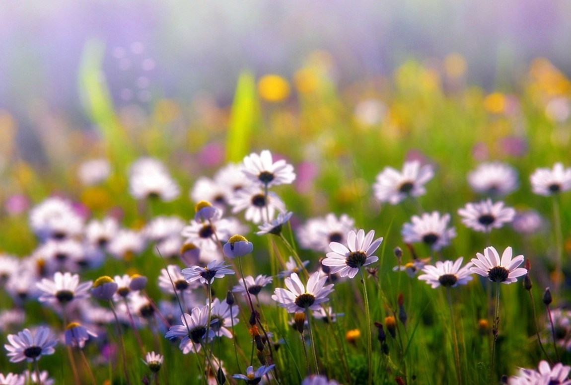 Tử vi tuần mới 26/4 đến 2/5: Tuổi Ngọ may ít xui nhiều, tuổi Mùi tài lộc đến tay