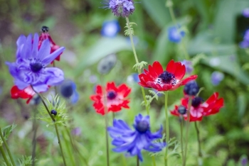 Tử vi ngày 28/8/2020: Tuổi Ngọ gặp nhiều trở ngại, tuổi Hợi tin vui tốt lành