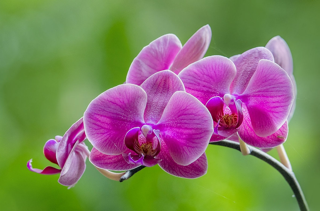 tu-vi-tuan-moi-318-69-tuoi-suu-nhan-phan-thua-thiet-tuoi-dau-tai-loc-chuyen-bien