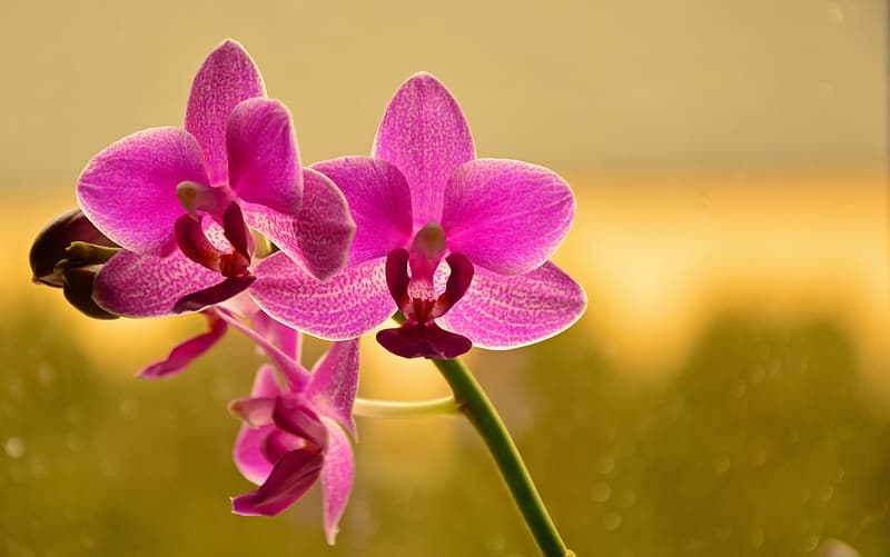 Tử vi ngày 13/10/2021: Tuổi Thìn tin vui tiền bạc, tuổi Thân gánh nặng trên vai