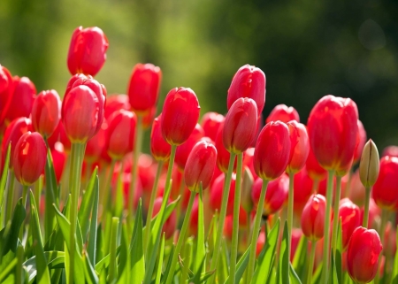 Tử vi ngày 27/3/2022: Tuổi Dần quý nhân đồng hành, tuổi Mùi tin vui tài lộc