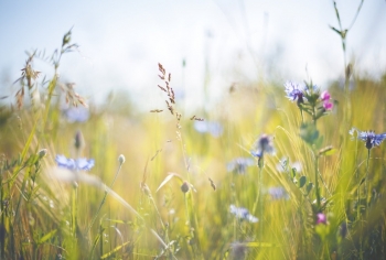 Tử vi tuần mới 24/5 - 30/5 của 12 cung hoàng đạo: Kim Ngưu đừng bỏ lỡ thời cơ