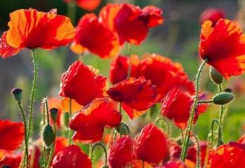 Tử vi ngày 28/4/2021: Tuổi Thìn may mắn đủ đường, tuổi Tuất tài lộc như ý