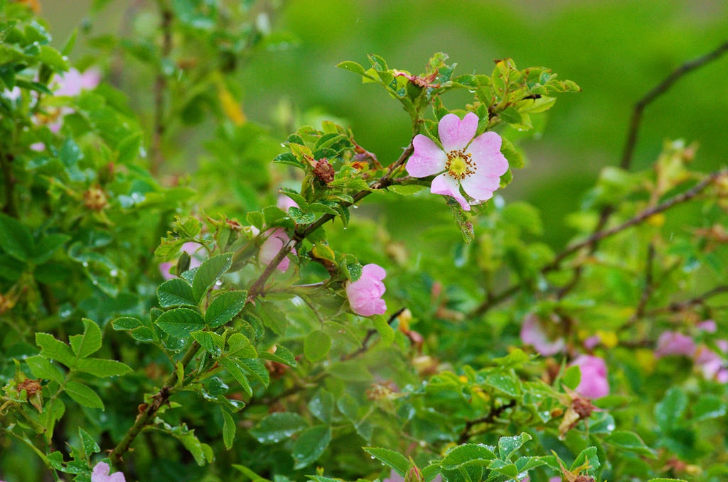 Tử vi tuần mới 8/3 - 14/3: Tuổi Thìn tiểu nhân quấy nhiễu, tuổi Ngọ tài lộc khởi sắc