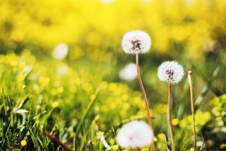 Tử vi tuần mới 26/4 - 2/5: Tuổi Ngọ may ít xui nhiều, tuổi Mùi tài lộc đến tay