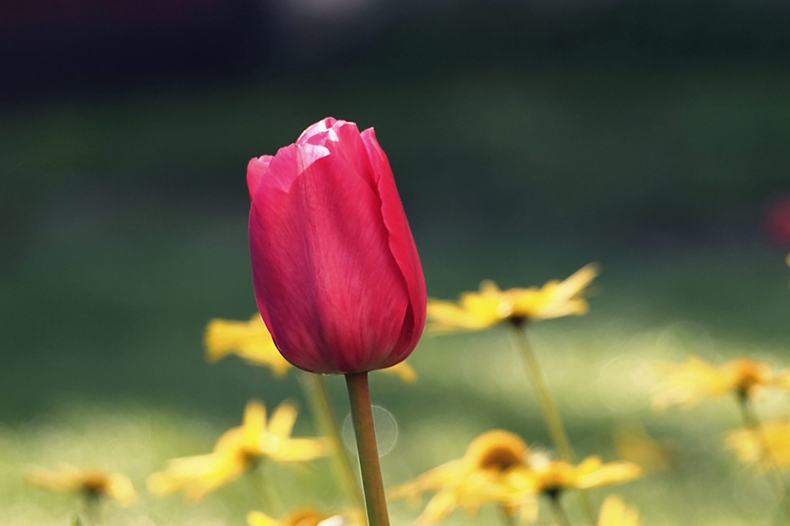 Tử vi ngày 9/2/2021: Tuổi Sửu vận trình suôn sẻ, tuổi Dậu trở ngại bất ngờ