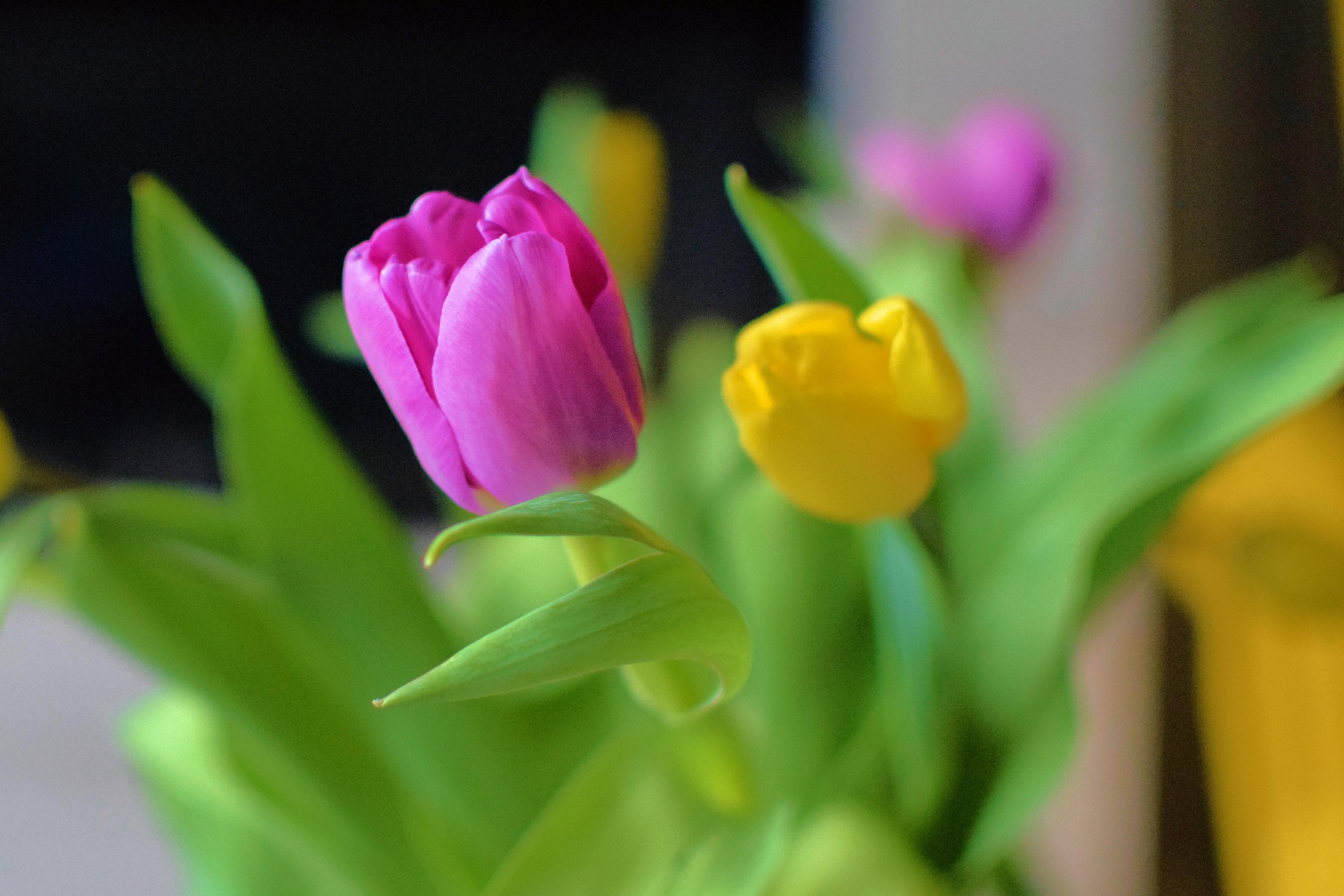 Tử vi ngày 9/2/2021: Tuổi Sửu vận trình suôn sẻ, tuổi Dậu trở ngại bất ngờ