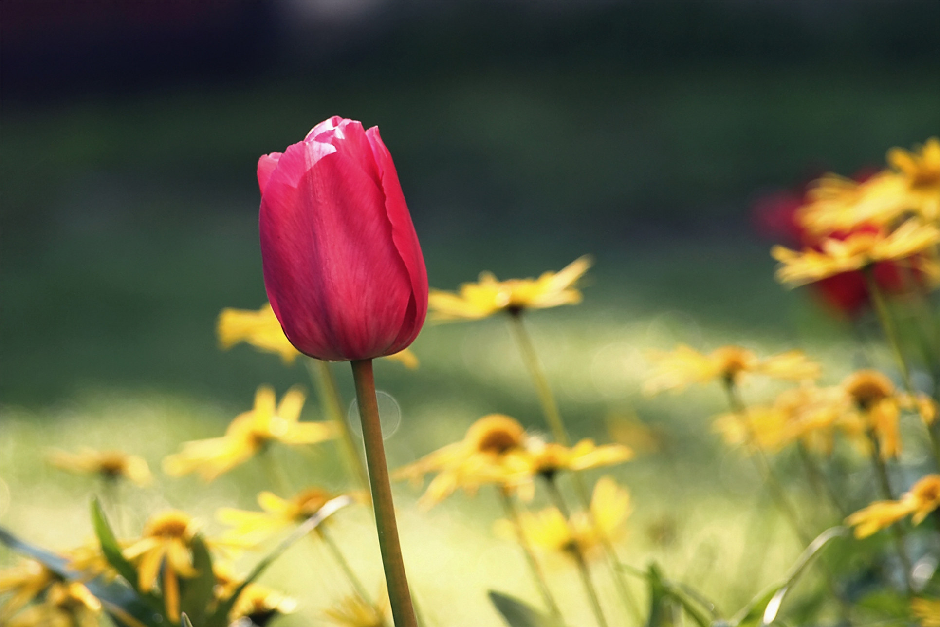 Tử vi ngày 4/9/2020: Tuổi Sửu thay đổi tích cực, tuổi Tỵ kẻ xấu hãm hại tu-vi-ngay-492020-tuoi-suu-thay-doi-tich-cuc-tuoi-ty-ke-xau-ham-hai