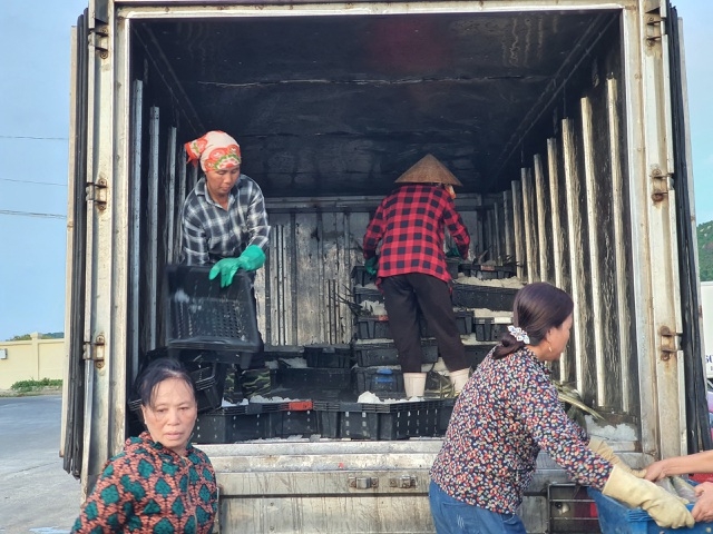 Chạy bão ngư dân vẫn trúng mẻ cá dũa thu hàng chục triệu đồng