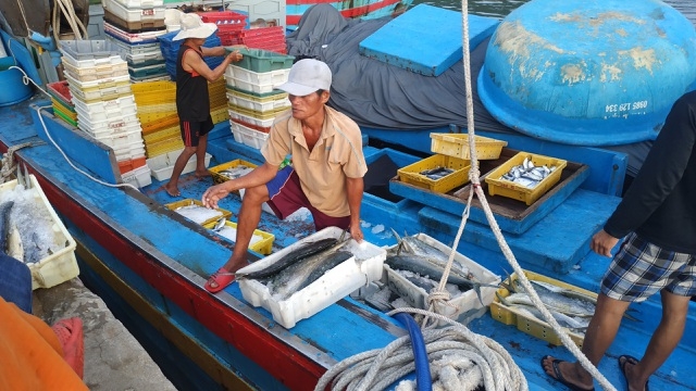 Chạy bão ngư dân vẫn trúng mẻ cá dũa thu hàng chục triệu đồng