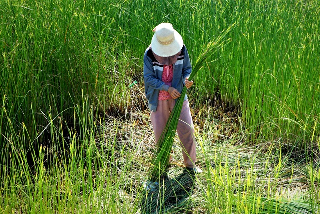 Làng dệt chiếu cổ hơn 300 năm tuổi ở Quảng Nam có nguy cơ mai một - 2