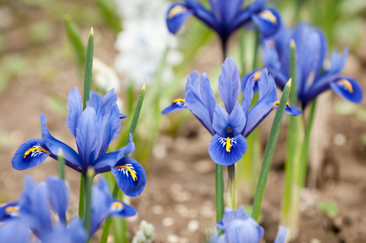 Tử vi tuần mới 24/5 - 30/5 của 12 cung hoàng đạo: Kim Ngưu đừng bỏ lỡ thời cơ Tử vi tuần mới 24/5 30/5 của 12 cung hoàng đạo: Kim Ngưu đừng bỏ lỡ thời cơ