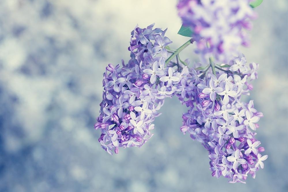 Tử vi ngày 16/10/2019: Tuổi Mùi khó tránh vạ lây, tuổi Thân cực may tài lộc tu vi ngay 16102019 tuoi mui kho tranh va lay tuoi than cuc may loc tai