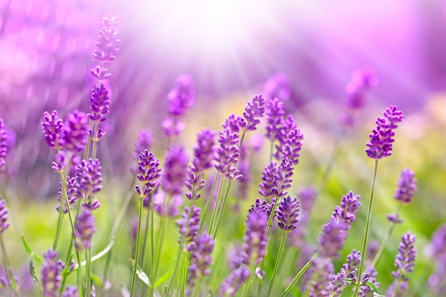 Tử vi ngày 16/10/2019: Tuổi Mùi khó tránh vạ lây, tuổi Thân cực may tài lộc tu vi ngay 16102019 tuoi mui kho tranh va lay tuoi than cuc may loc tai