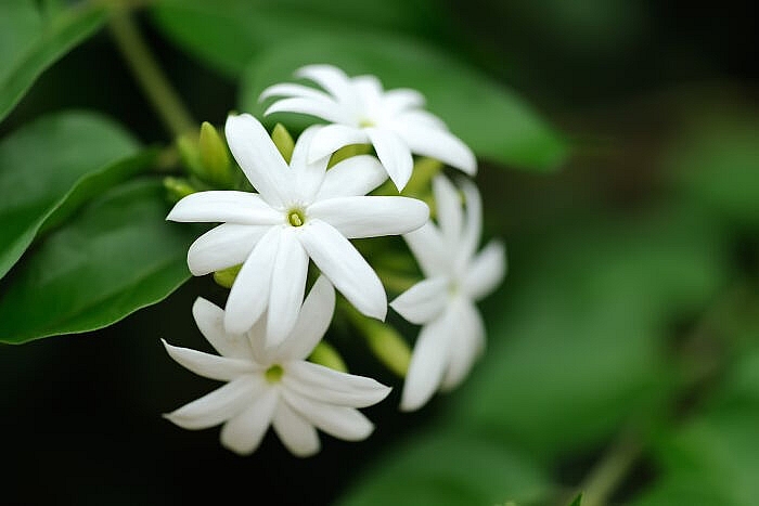 Tử vi ngày 26/5/2023: Tuổi Sửu giành nhiều lợi thế, tuổi Dậu trở thành trung tâm