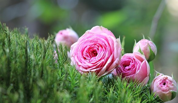 Tử vi ngày 27/10/2022: Tuổi Tỵ tài lộc sáng rõ, tuổi Tuất rước họa vào thân