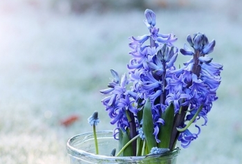 Tử vi ngày 1/11/2019: Tuổi Ngọ điềm báo mất tiền, tuổi Tuất quý nhân nâng đỡ