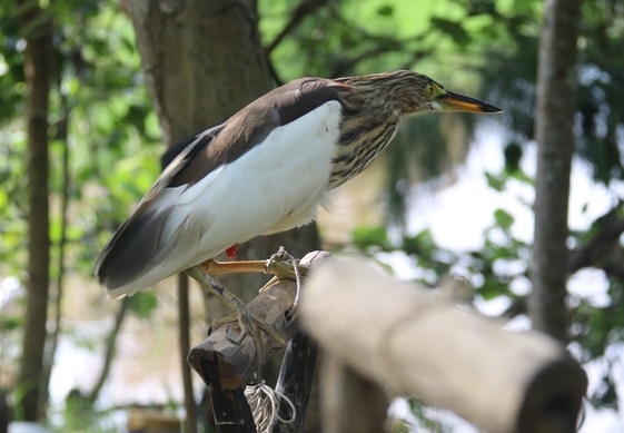 Hà Tĩnh: Truy quét, tháo dỡ “thiên la địa võng” tận diệt chim trời