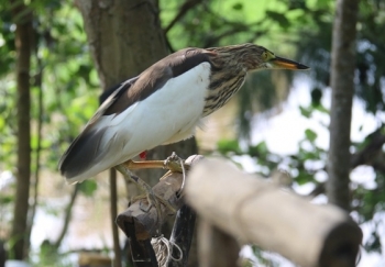 Hà Tĩnh: Truy quét, tháo dỡ “thiên la địa võng” tận diệt chim trời