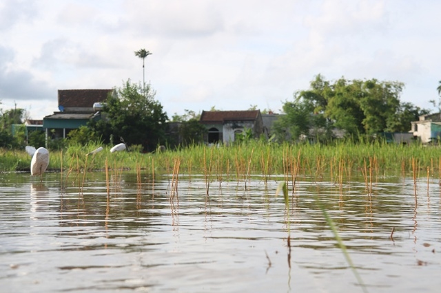 Truy quét, tháo dỡ “thiên la địa võng” tận diệt chim trời