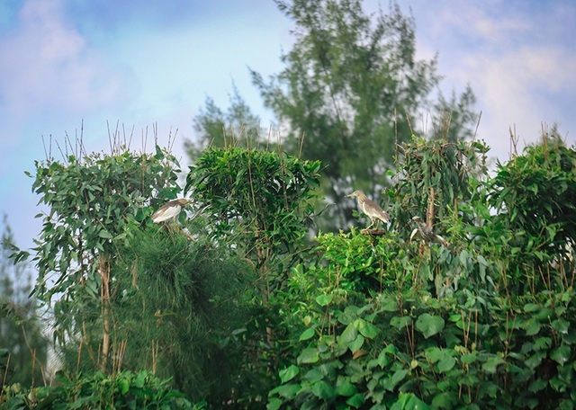 Truy quét, tháo dỡ “thiên la địa võng” tận diệt chim trời