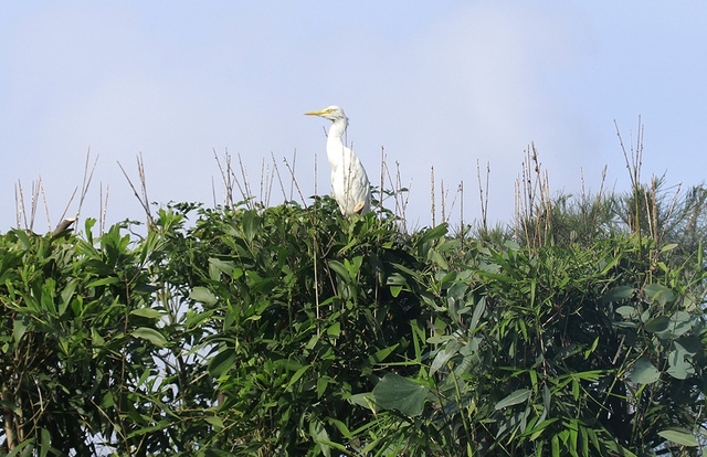 Truy quét, tháo dỡ “thiên la địa võng” tận diệt chim trời