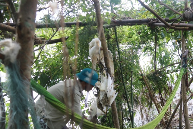 Truy quét, tháo dỡ “thiên la địa võng” tận diệt chim trời