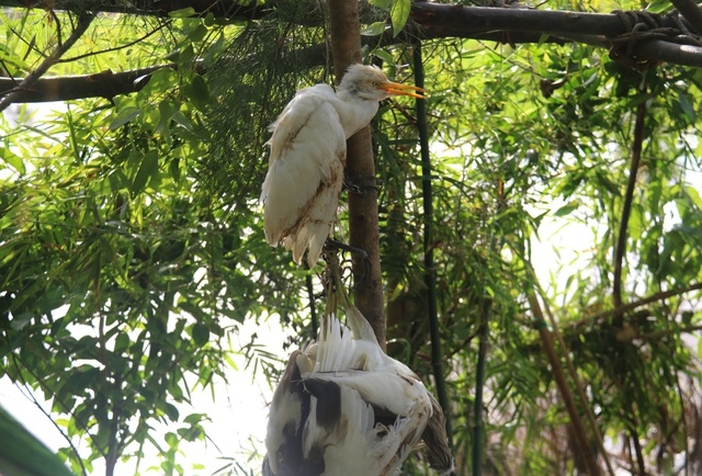 Truy quét, tháo dỡ “thiên la địa võng” tận diệt chim trời