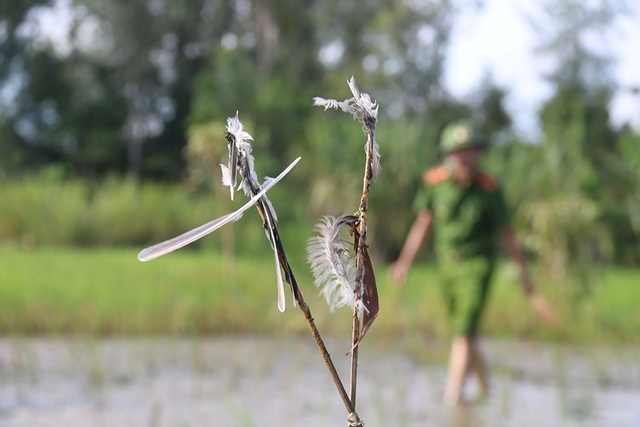 Truy quét, tháo dỡ “thiên la địa võng” tận diệt chim trời