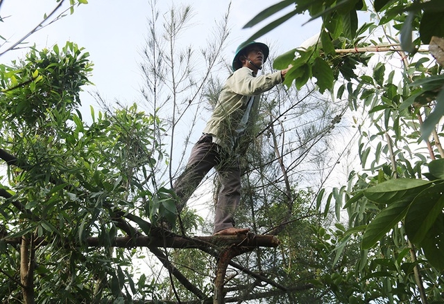 Truy quét, tháo dỡ “thiên la địa võng” tận diệt chim trời