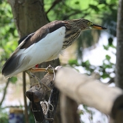 Hà Tĩnh: Truy quét, tháo dỡ “thiên la địa võng” tận diệt chim trời