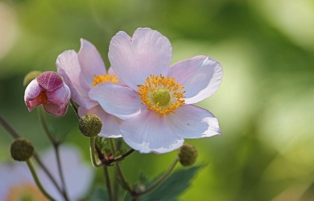 Tử vi tuần mới 6/11 - 12/11/2023: Tuổi Sửu may mắn mỉm cười, tuổi Mão lựa chọn khó khăn