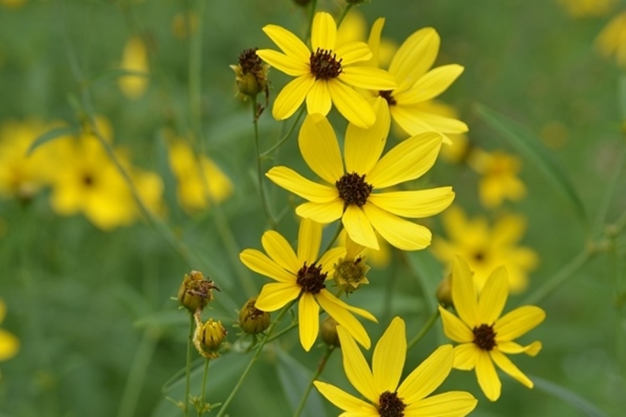 Tử vi 12 con giáp tu-vi-12-con-giap-2