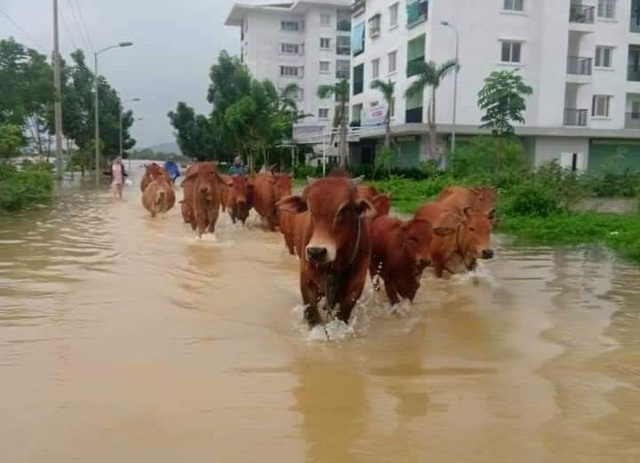 Thủy điện tiếp tục xả nước, Huế sẽ đón lũ lớn trong đêm - 12