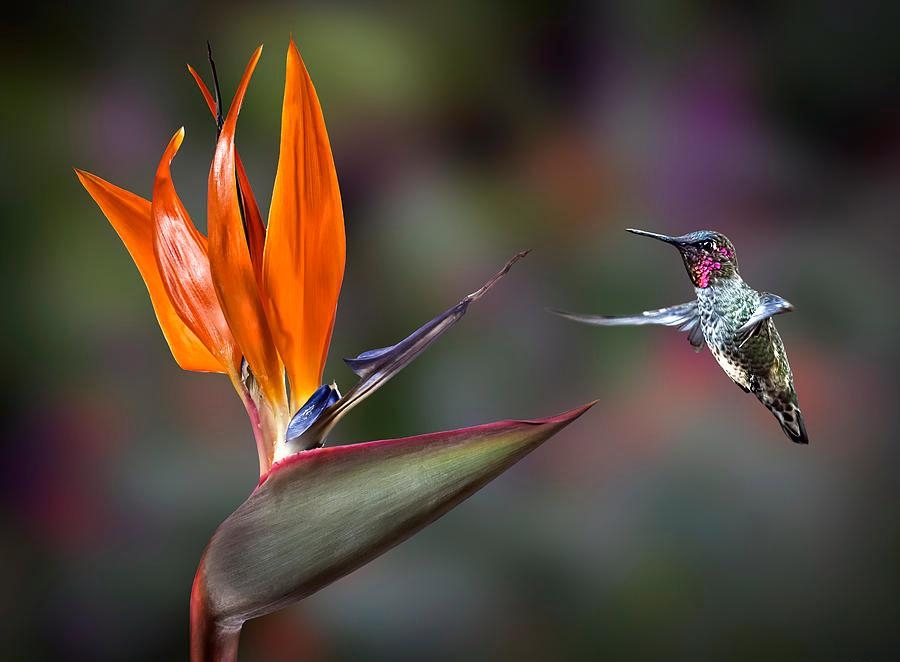 Tử vi 12 con giáp