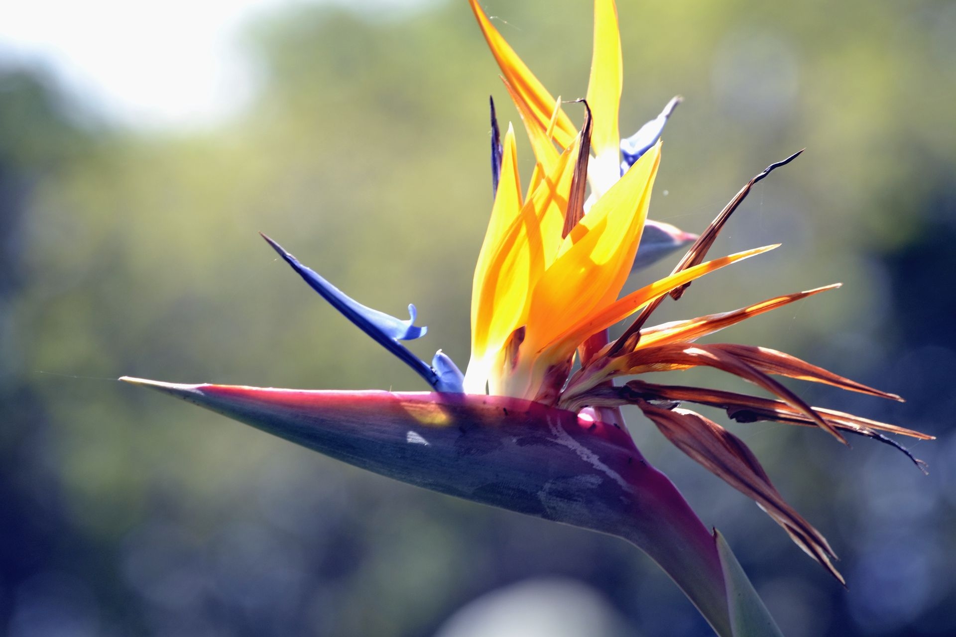 Tử vi 12 con giáp