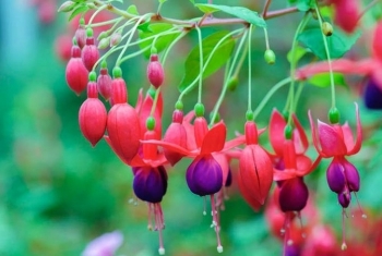 Tử vi ngày 15/2/2023: Tuổi Thìn may mắn tiền bạc, tuổi Ngọ công việc trắc trở